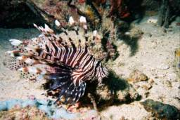 Scorpion-Fish